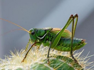 ����Ĺ�Ч������