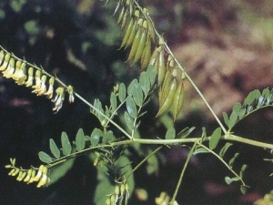 ����ɢ���� ����ɢ��Ч ����ɢ��������