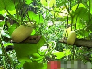 ���ƹϻ��Ĺ�Ч������ ���ƹϻ��÷�����