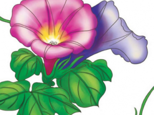 �Ƽ��˵���� �Ƽ��˵�ҩ�ü�ֵ