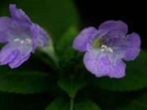 ��ͷ����