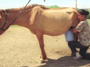 ����Ĺ�Ч������ ��Ѫ���� ����ֹ��