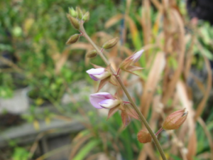 ʧ��Ӧ������� ��ҽ��Ħ��������ʧ��