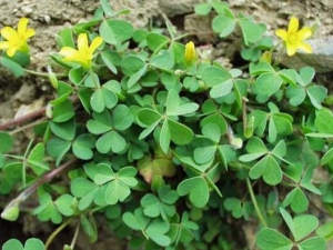 ���Ὤ�ݵĹ�Ч������ ������� ����ʪ