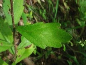 �C���ӵĹ�Ч������