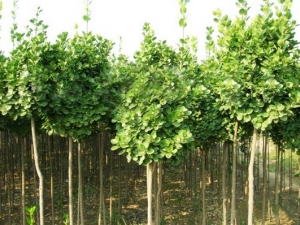 ����Ĺ�Ч������ ���Ƚⶾ ɢ������