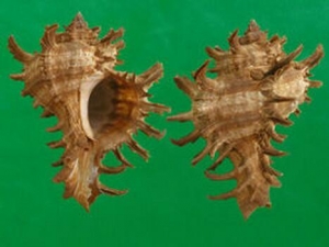 ���ݵĹ�Ч������ ���Ƚⶾ