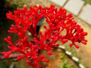 ��ǻ��Ĺ�Ч������ ��ǻ��ĸ���