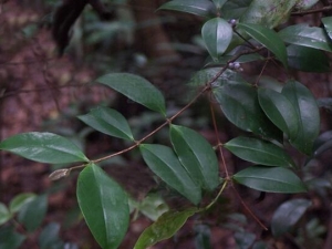 ��ľ�Ĺ�Ч������ ��ľ�ĸ���