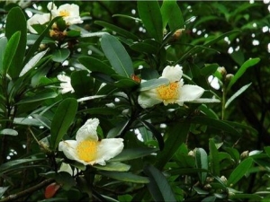 ��ͷ��Ĺ�Ч������ ��ͷ��ļ���