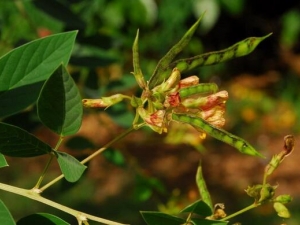木豆的营养价值 木豆的功效与作用