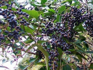 Ů���ӵĹ�Ч�����ü�����