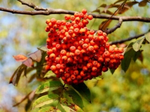 �����Ĺ�Ч������ �����ĸ���