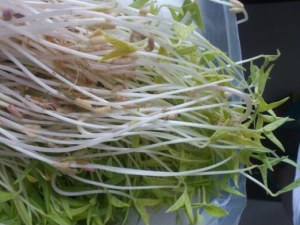 �̶�ѿ��Ӫ����ֵ �̶�ѿ��ʳ�÷���