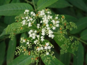 ��צ���Ĺ�Ч������ ��צ���ĸ���