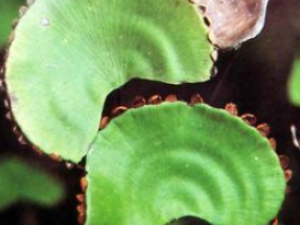 ������ëާ