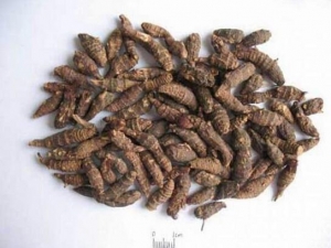 ���������� ��������Ч ��������������