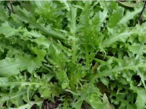 ��������ʳ���� ���İܻ������