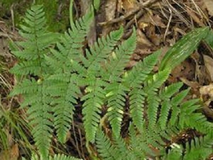 ���ڵĹ�Ч�����ü�����