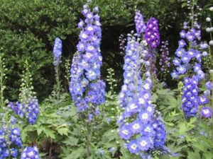 ������ȸ��