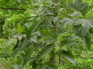 ���ɵĹ�Ч������ ����ʪ ��Ѫ����