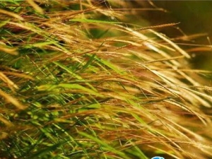 èë�ݵĹ�Ч������