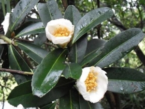 ��ͷ����Ĺ�Ч������ ����ֹк