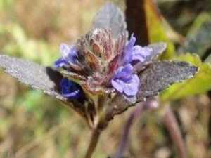 ��ͷ�µĹ�Ч������ ����� ��ʪ����