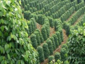 �ݽ��������Ľ��� ��������ݽŵ���ȷʱ��