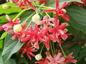 ������ʺ��