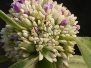 ���ڶ���