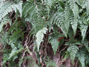 ������Ӧ��ΰ�ȫ���� ����������Ч����