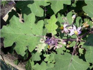 ��ɽ���Ĺ�Ч������ ��ɽ���ĸ���