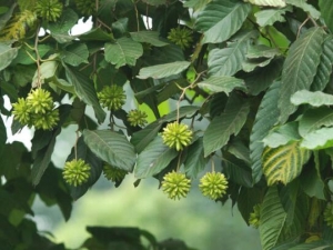 ϲ���Ĺ�Ч�����ü�����