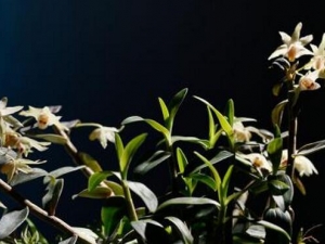 ʯ���Ĺ�Ч�����ü�����