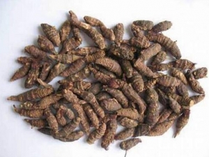 香附的功效与作用及禁忌