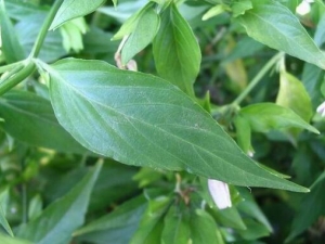 ��ͷ�ݵĹ�Ч���� ��ͷ�ݸ�������