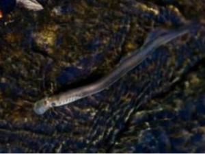 �������Ĺ�Ч������