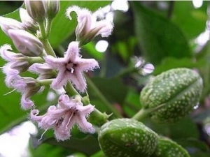 �����׵Ĺ�Ч������ �����������