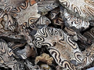 ����ψ�o�Ĺ�Ч������ ���θ�� ����ʪ