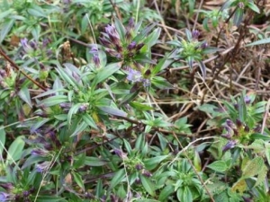 ���������账�� ���������蹦Ч �����������������