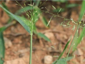 С��ü�ݵĹ�Ч������