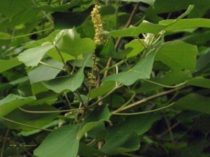 �ױ�Ҷ�Ĺ�Ч������ ������ʪֹʹ �ⶾֹѪ