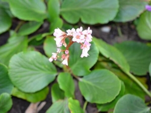 С�Ұײ˵Ĺ�Ч������ �������