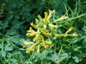 �������Ĺ�Ч������ �������ĸ���