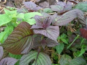 ����Ҷ�Ĺ�Ч�����ü�����