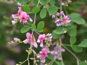 ������֦�ӻ��Ĺ�Ч������