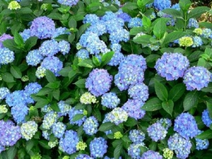 ������Ĺ�Ч������ ���ε�������