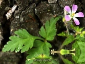 è��ӡ�Ĺ�Ч������ ����ʪ �ⶾ����