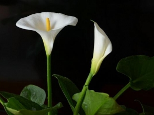 �������Ĺ�Ч������ ���Ƚⶾ